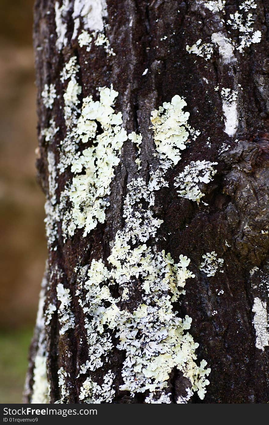 Close view of some tree bark texture with fungus.