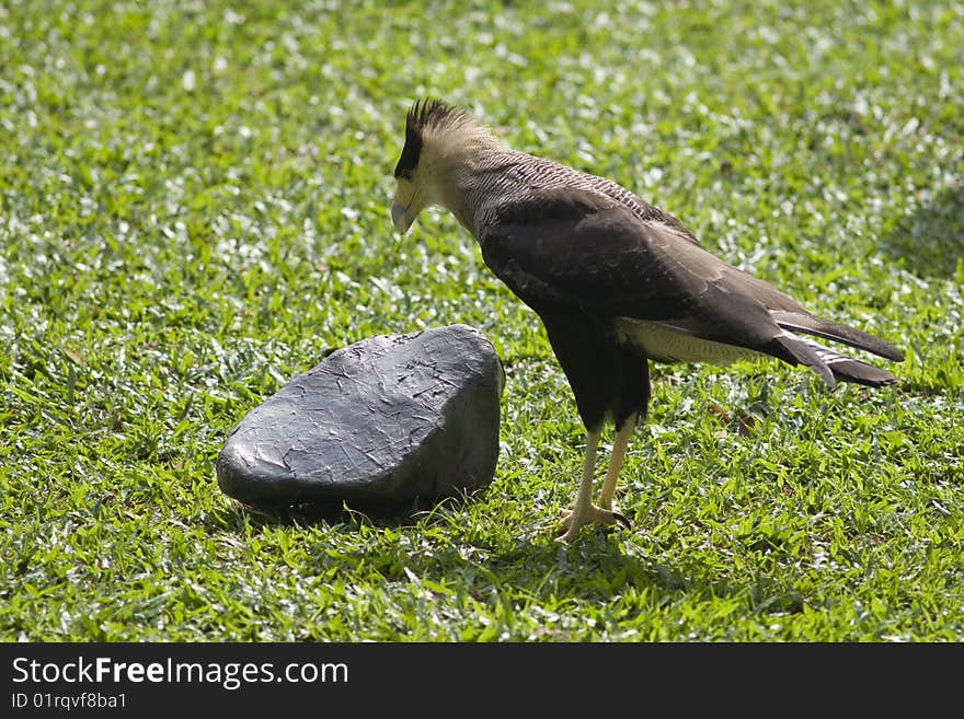 Bird and a stone