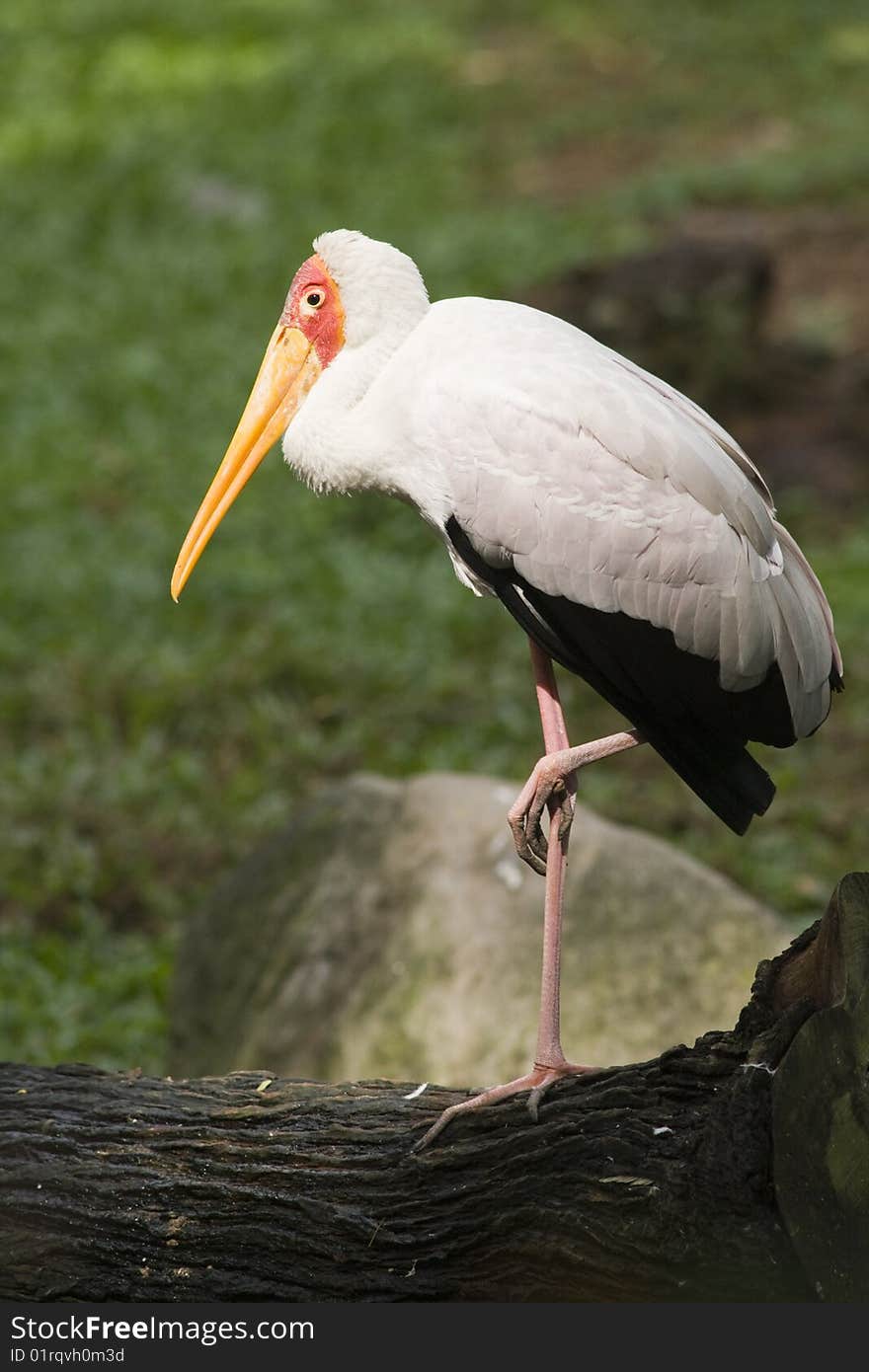 Stork On A Trunk