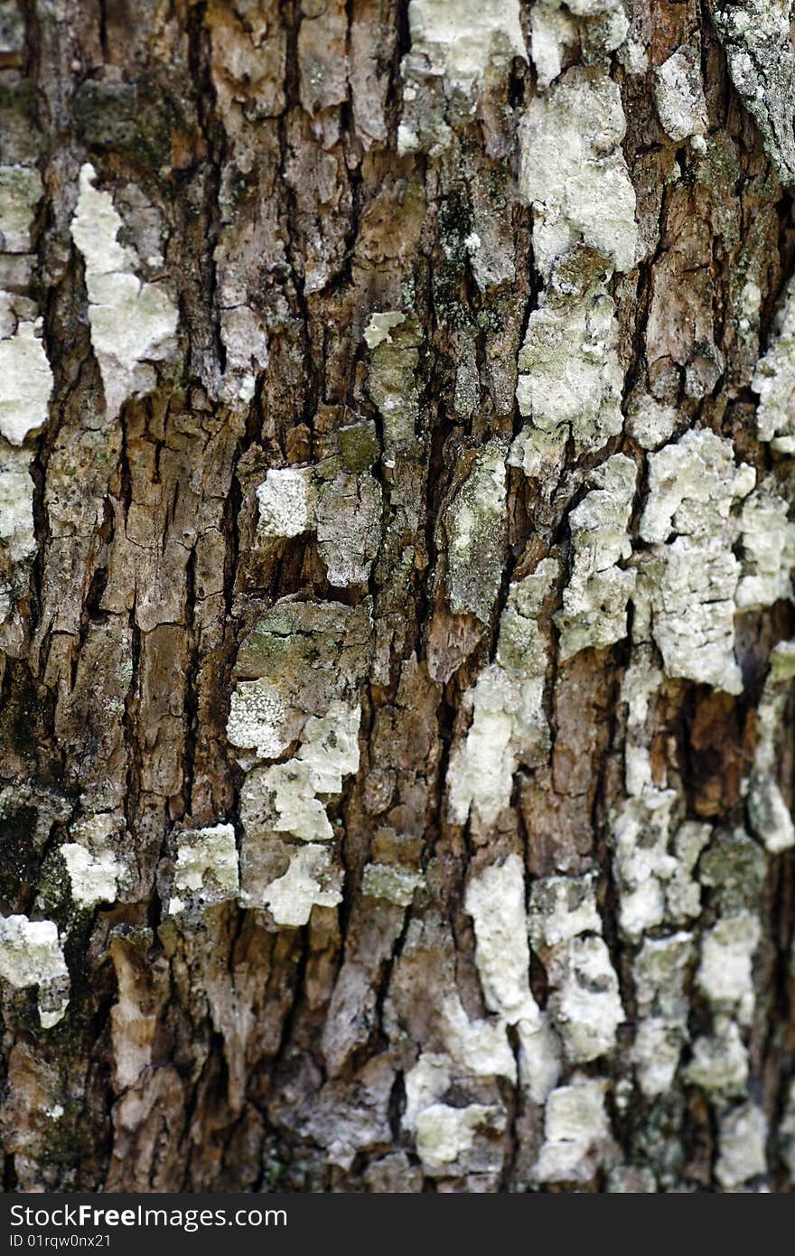 Close view of some tree bark texture with fungus.