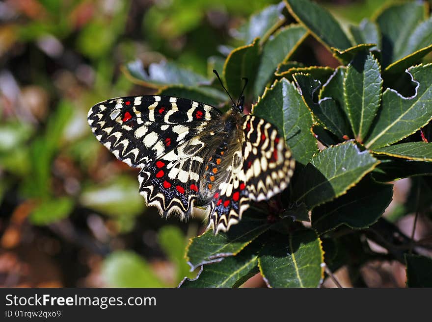 Southern Festoon Zerynthia polyxena butterfly landed on a plant.