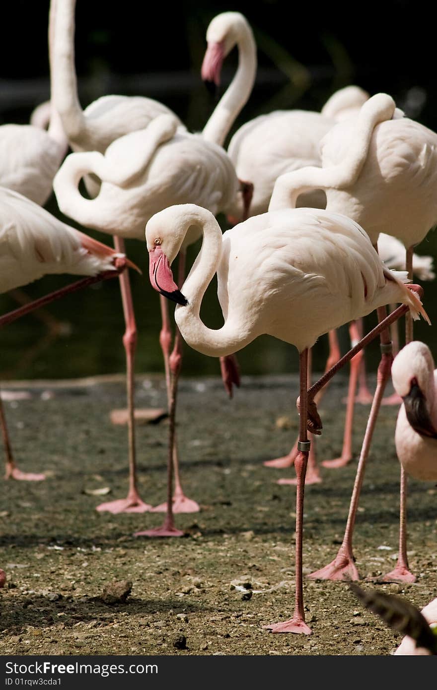 Flamingoes Basking In The Sun