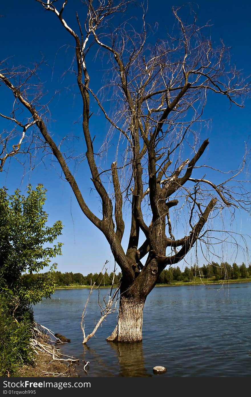 Straggle of dead tree with branches