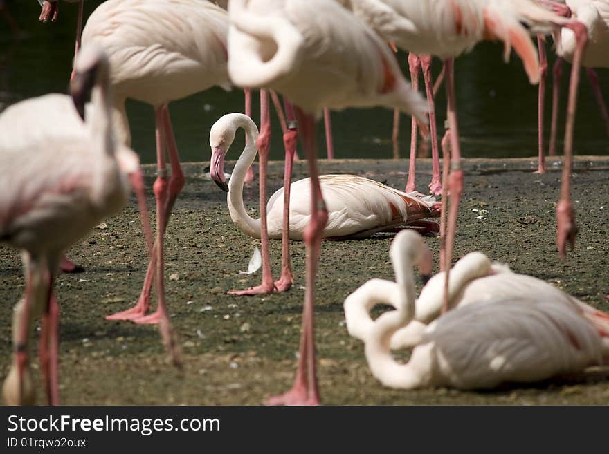 Flamingoes basking in the sun