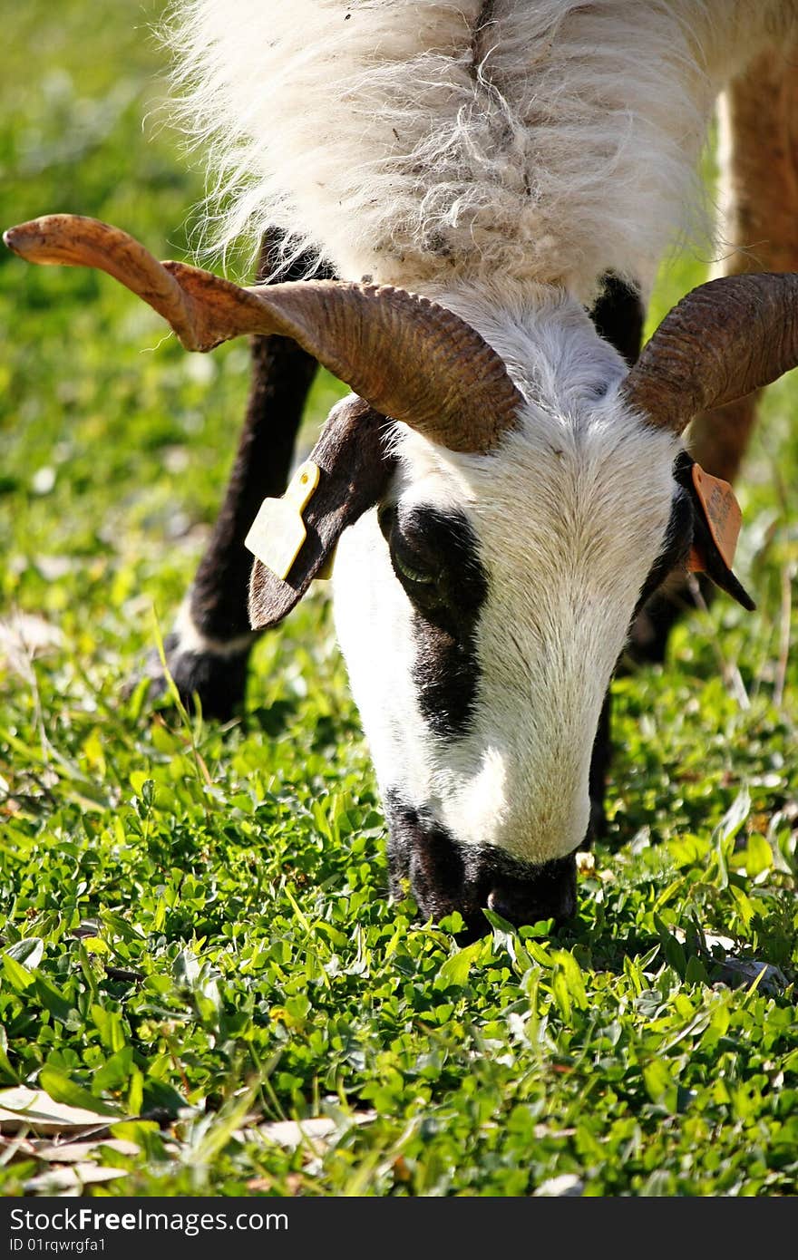 Ram eating leafs