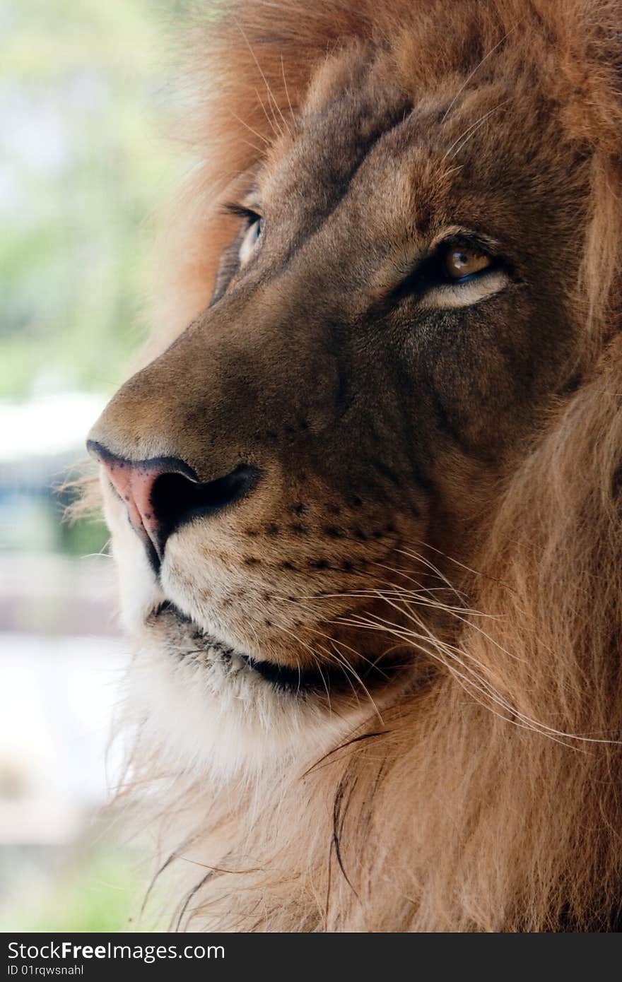 Lion CLose-up