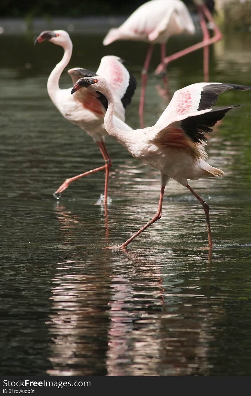 Two flamingoes rushing and flapping their wings