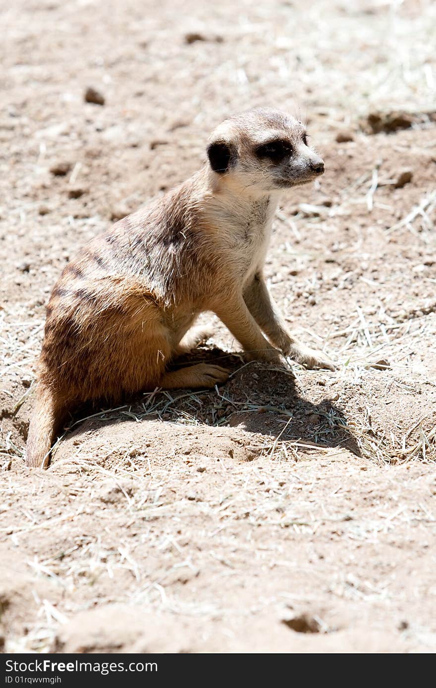 The meercat is looking for its food to eat.