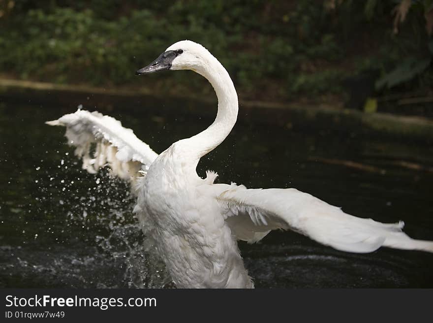 A swan splashing water in a pond