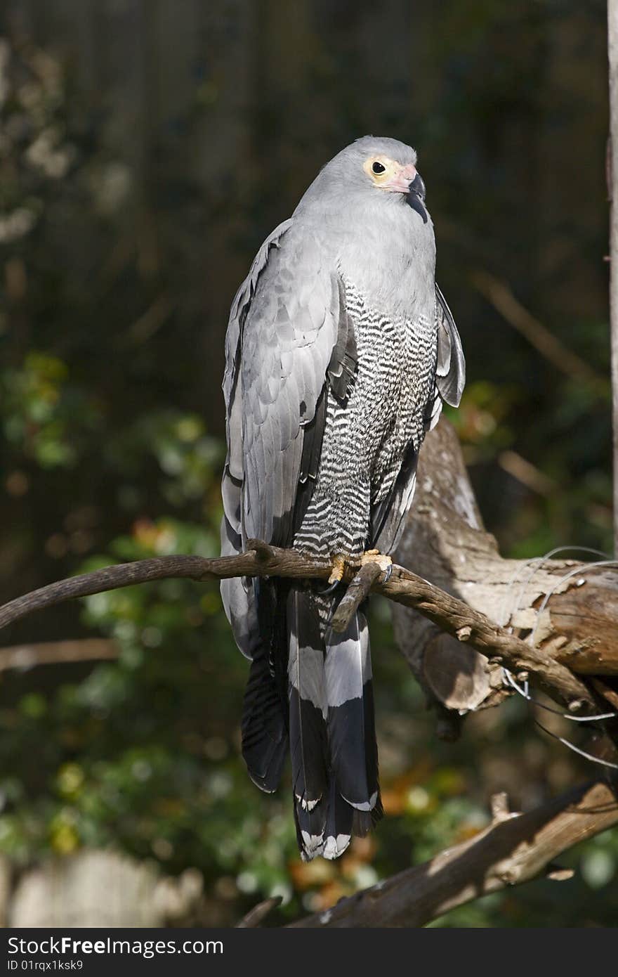 Pale chanting goshawk