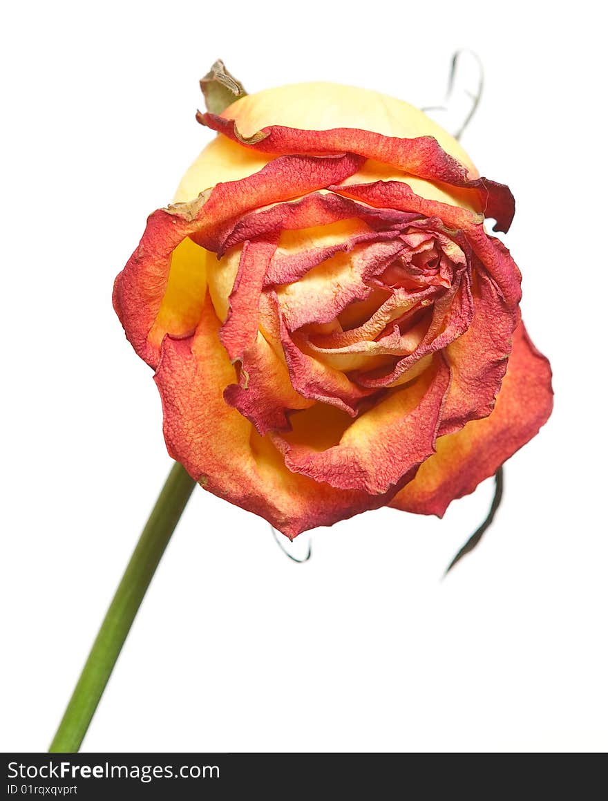 Beautiful close-up rose with water drops removed close up on a light background