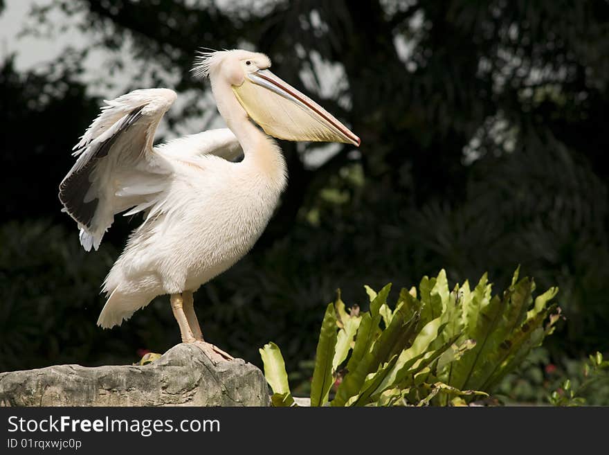 Pelican spreading its wings