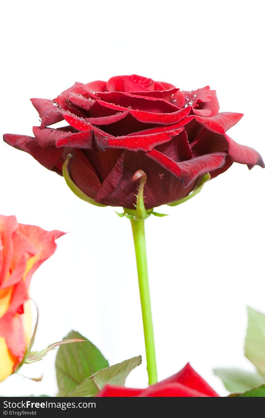 Beautiful close-up rose with water drops removed close up on a light background