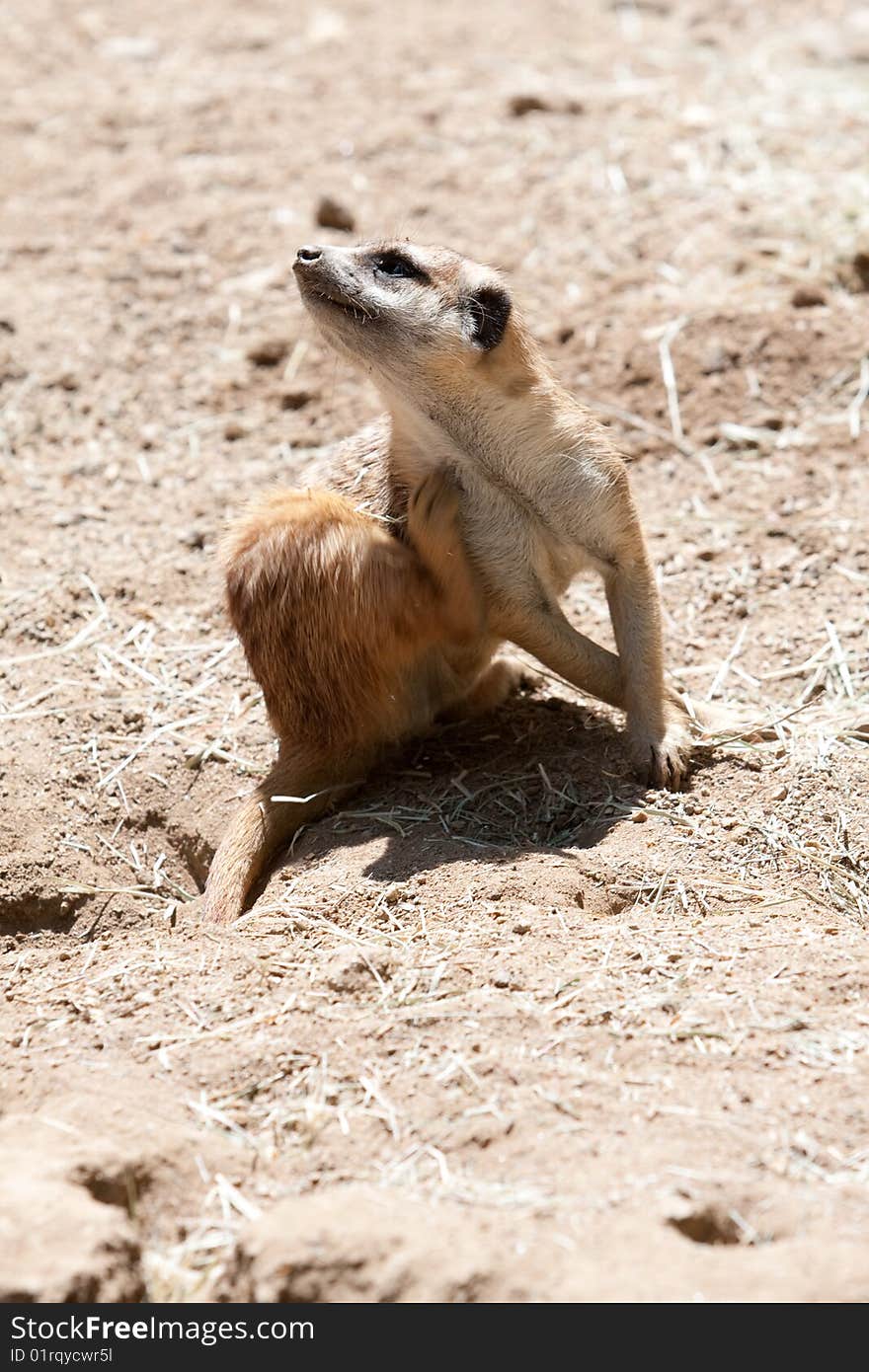 Meercat in the wild