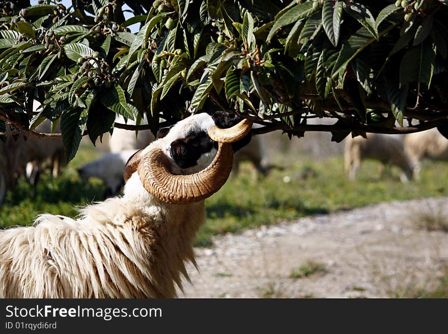 Ram Eating Leafs