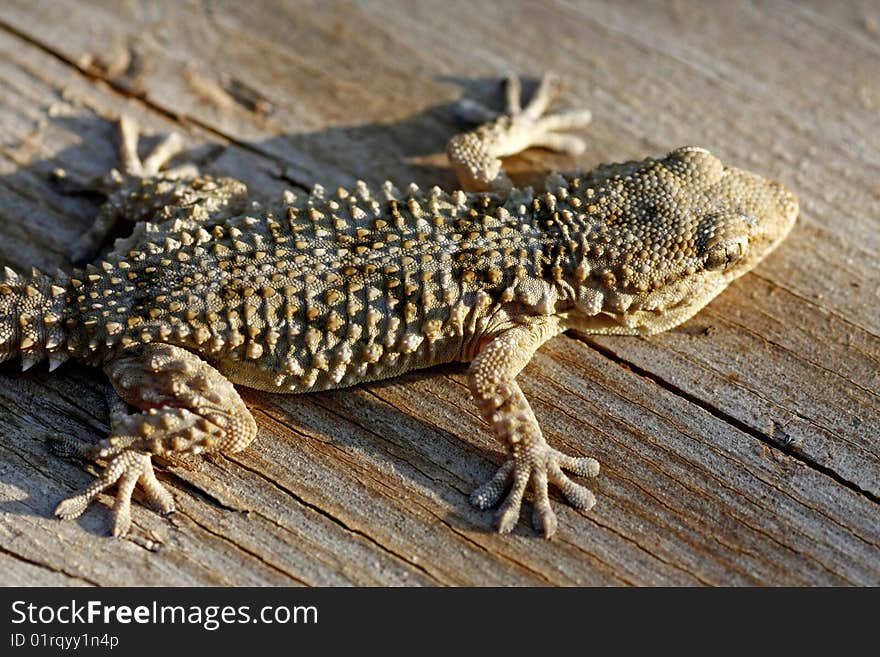 European gecko