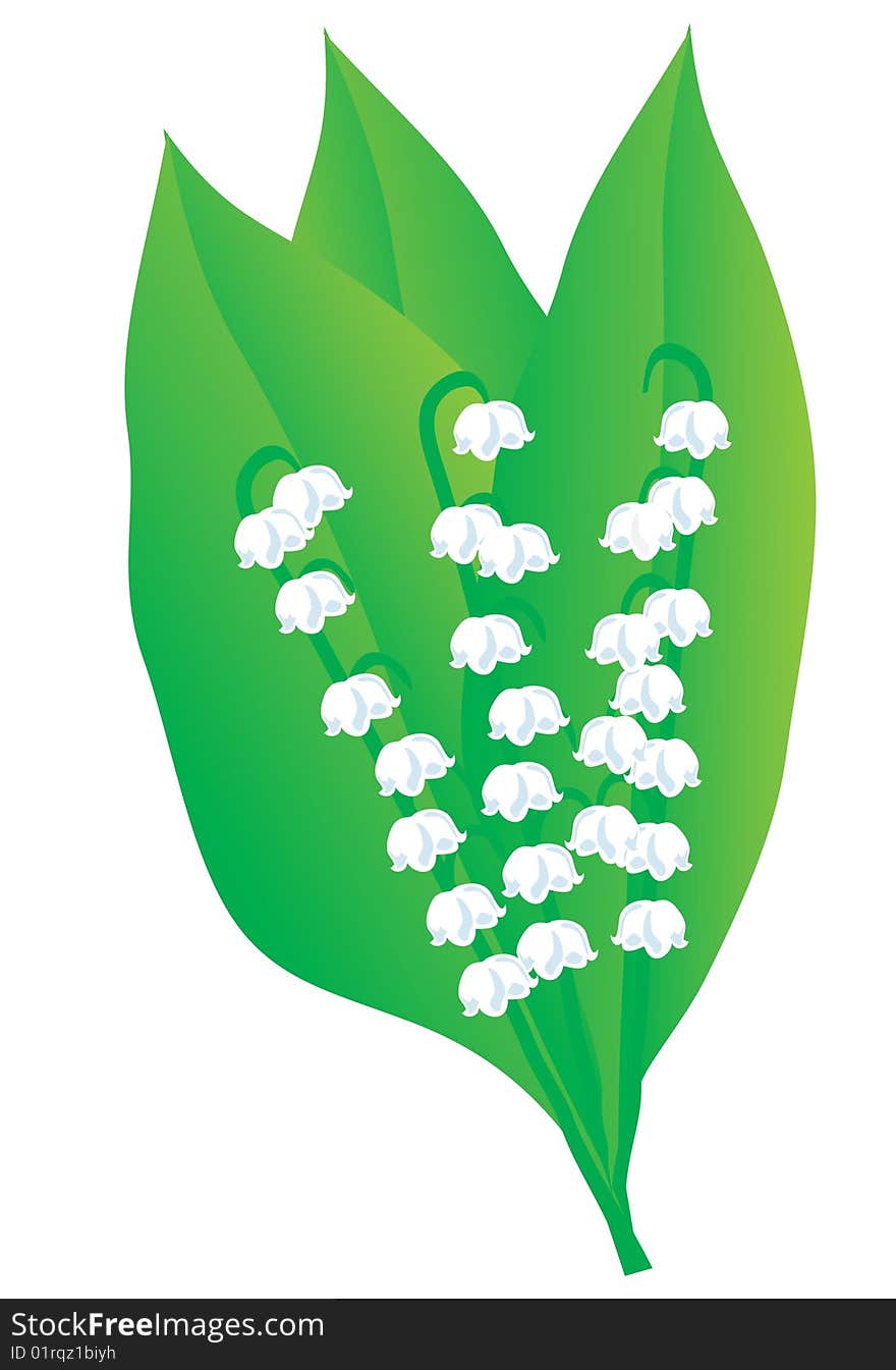 A bouquet of lily of the valley. Vector illustration