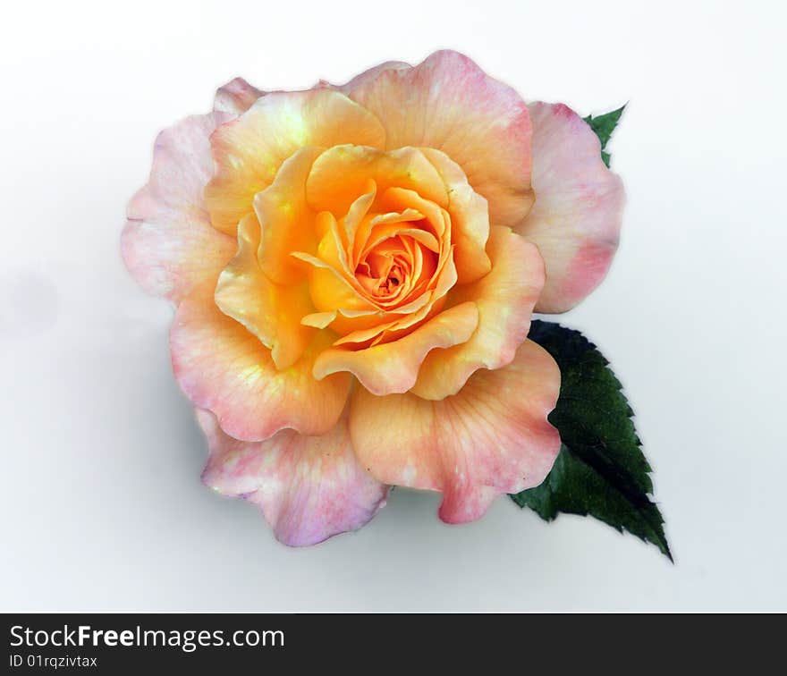 Fresh rose, tenderness, isolated flower