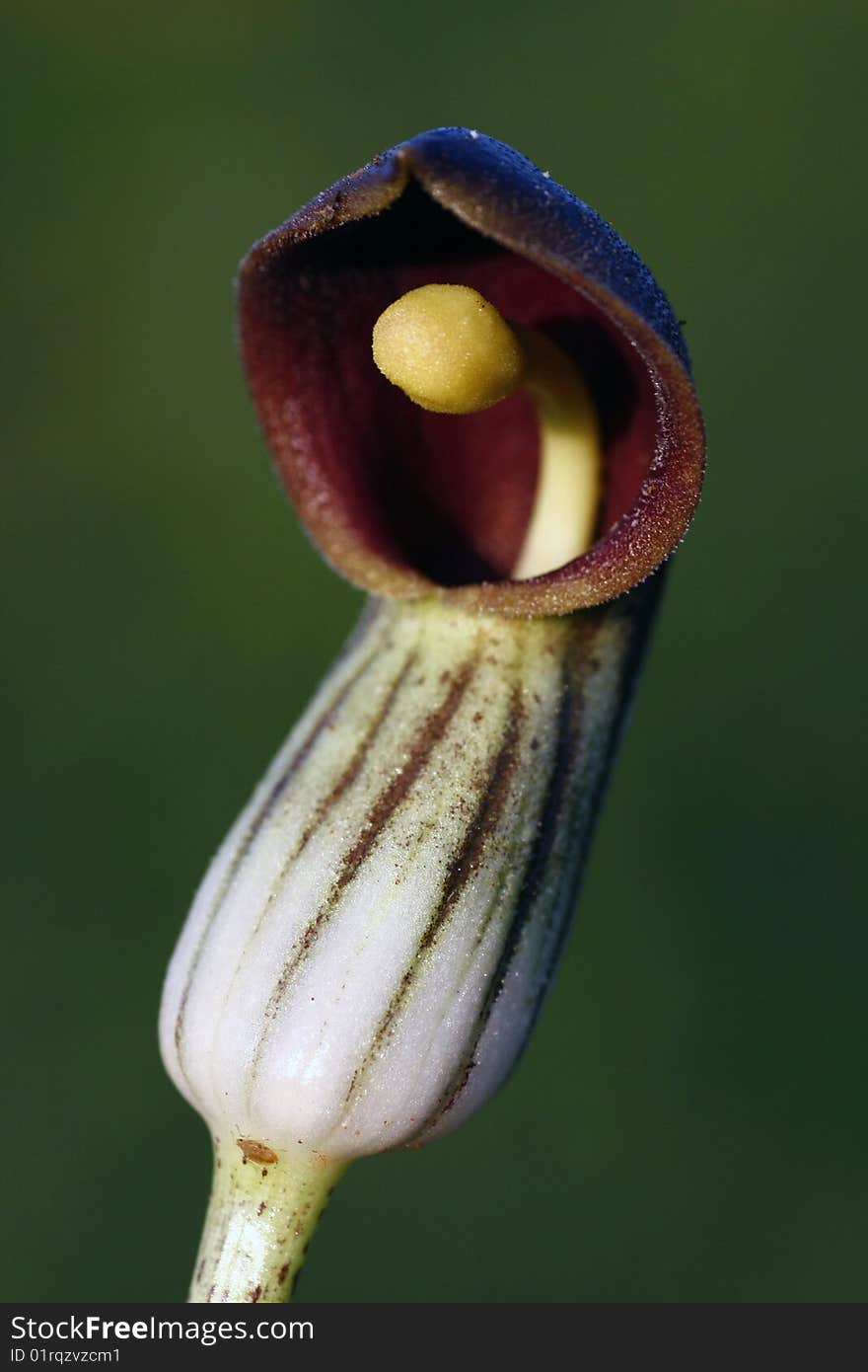 Arisarum vulgare