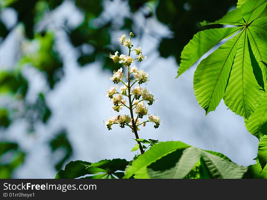 Trees floweres