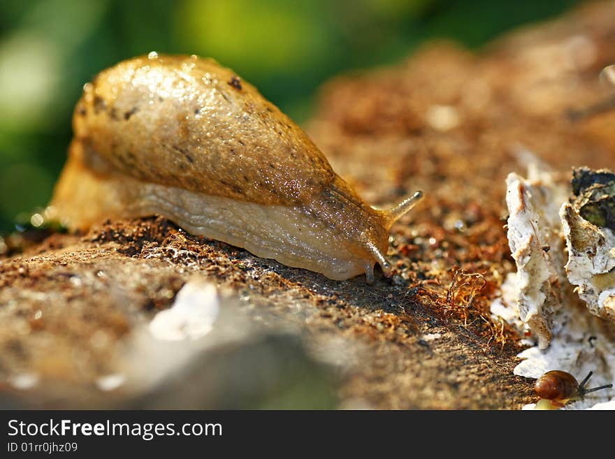 Slug On The Log