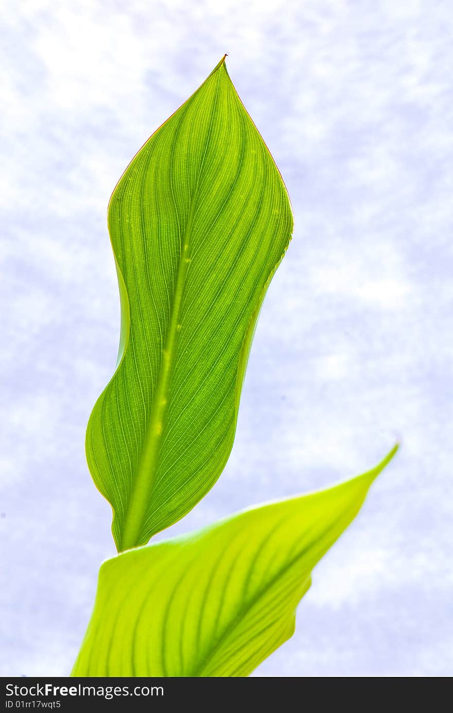 Green leaf of a palm tree as an abstract background