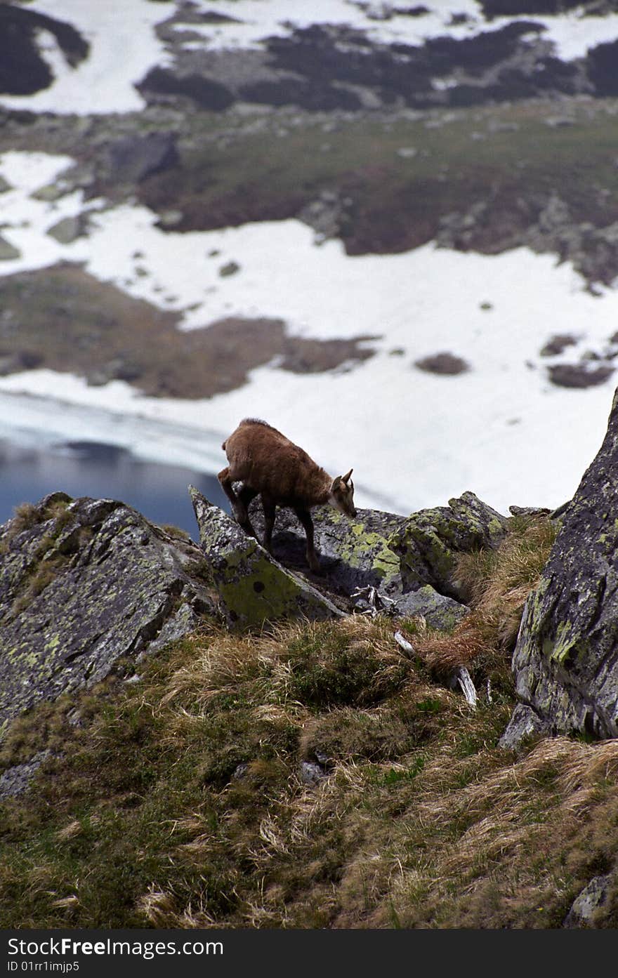 Chamois searching for eating grass