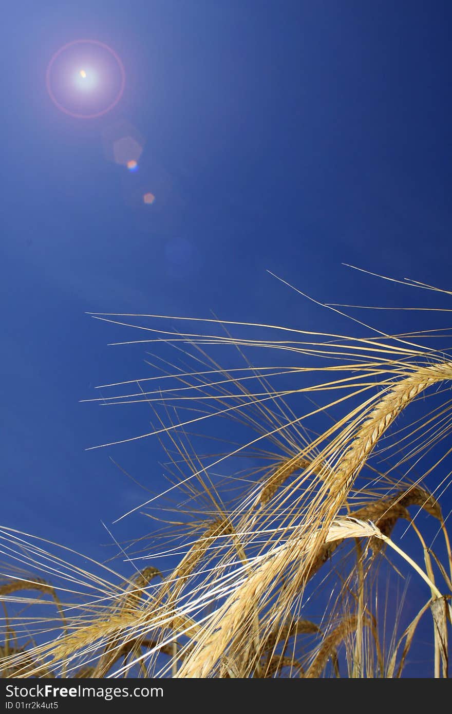 Portrait format image of golden wheat ears in a field, set against a brigh blue summer background with lens flair to to left of image. Portrait format image of golden wheat ears in a field, set against a brigh blue summer background with lens flair to to left of image.