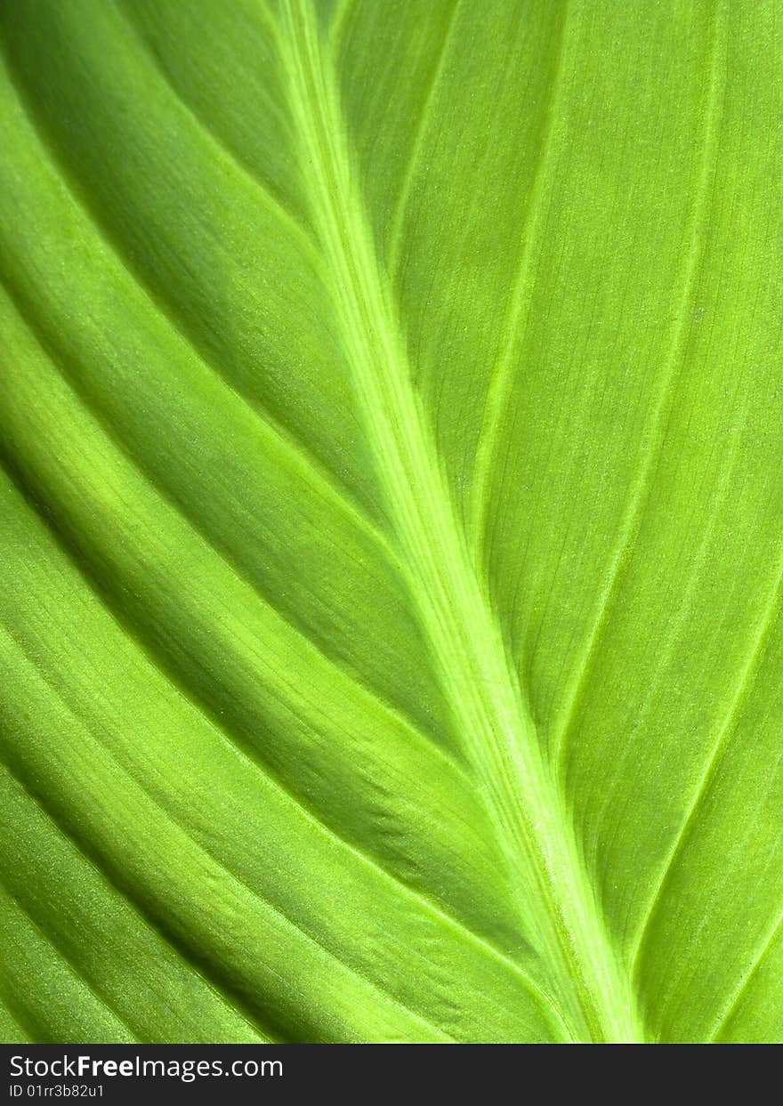 Beautiful Green Leaf Closeup. Excellent for Text or Background. Beautiful Green Leaf Closeup. Excellent for Text or Background.