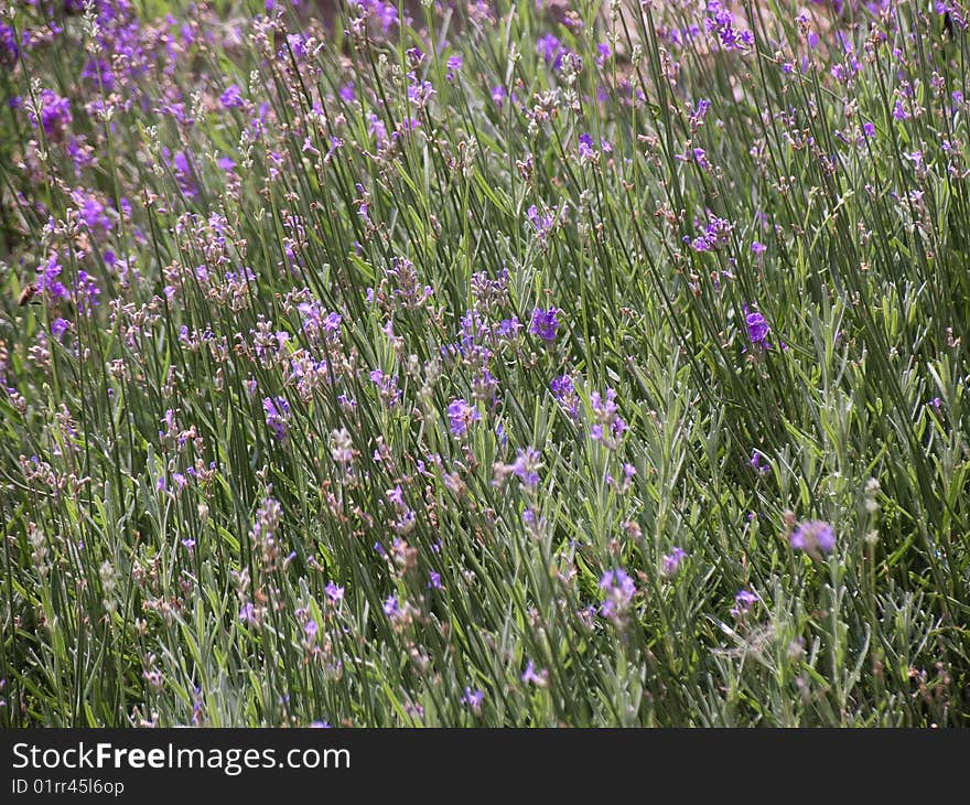 A green meadow is swardy as a background. A green meadow is swardy as a background