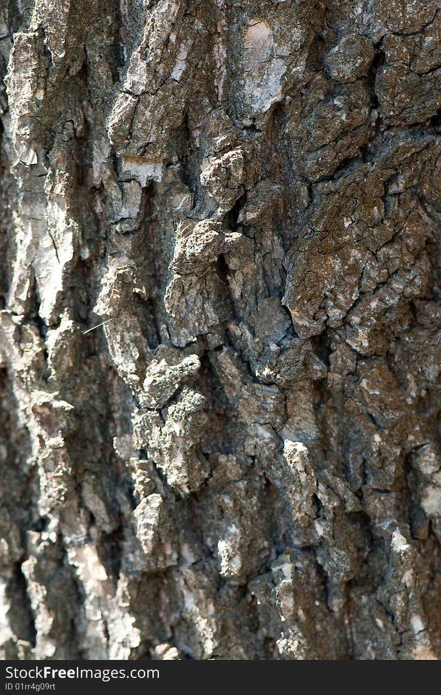 High-res texture from the bark of tree