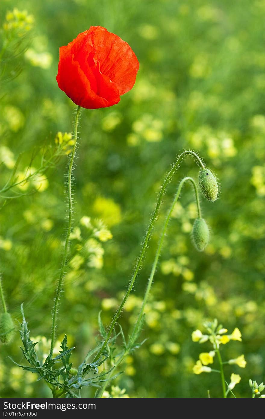 Red poppy in the grass.