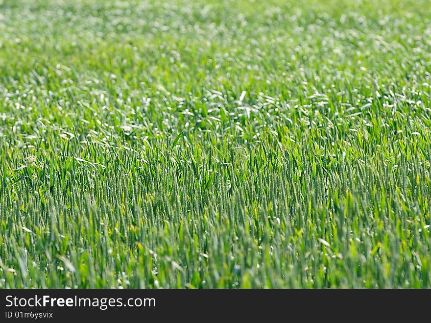 Field Of Wheat