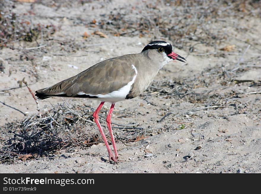 Crowned Plover