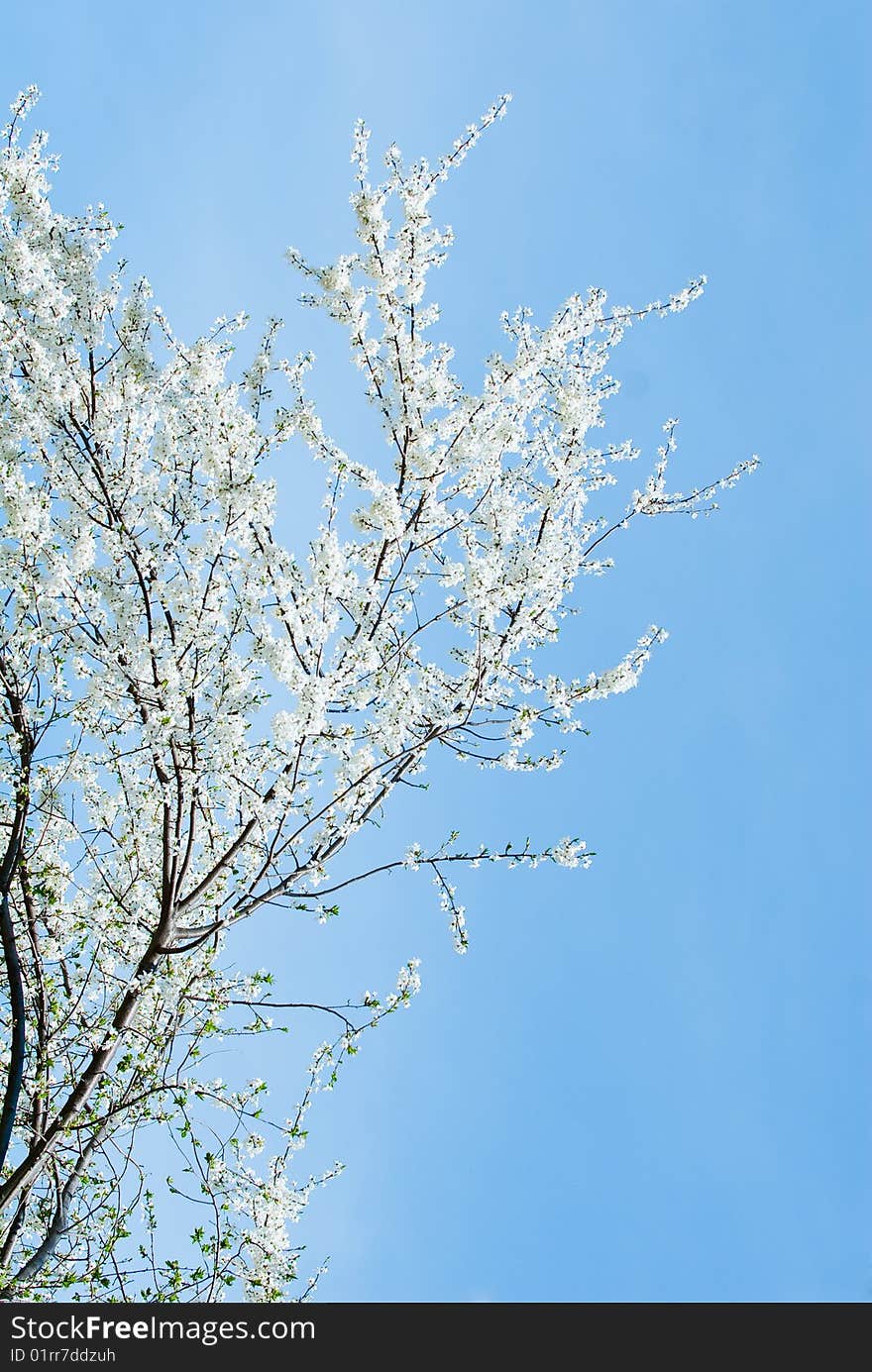 Abstract background from the leaves of trees and floweres. Abstract background from the leaves of trees and floweres