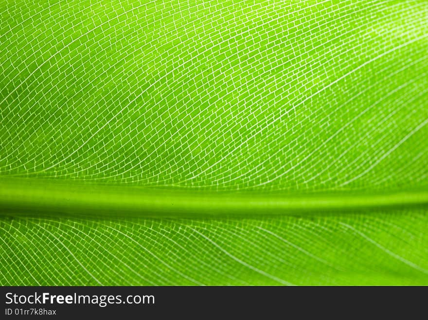 Green leaf of a palm tree as an abstract background