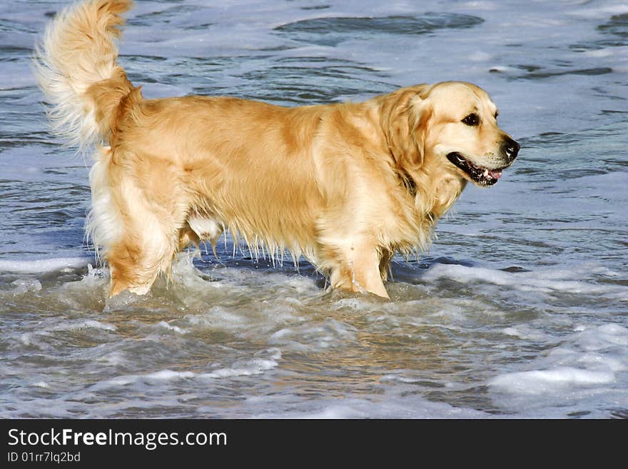 Golden brown dog frolicking in the surf