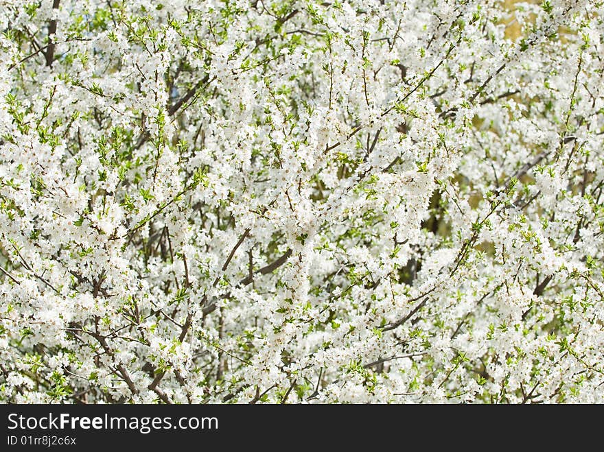 Abstract background from the leaves of trees and floweres. Abstract background from the leaves of trees and floweres