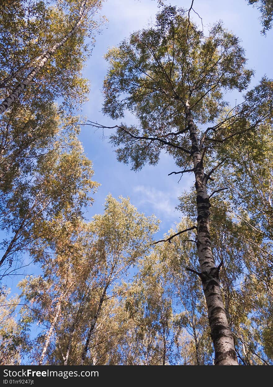 Beautiful solar spring landscape in birch wood