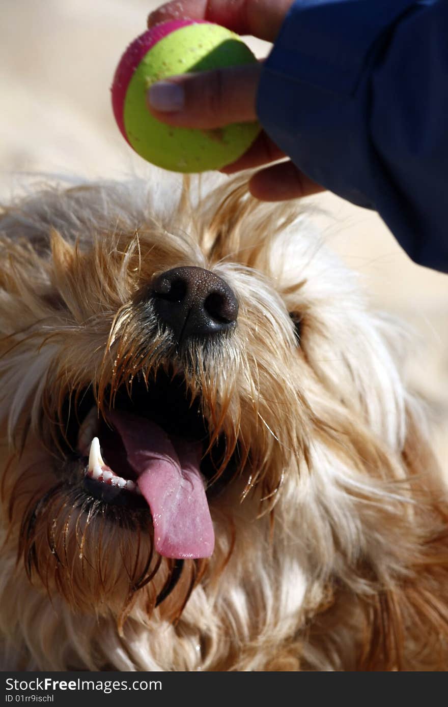 Domestic dog preparing to catch a ball with tongue out. Domestic dog preparing to catch a ball with tongue out.