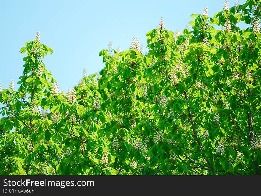 Abstract background from the leaves of trees and floweres. Abstract background from the leaves of trees and floweres