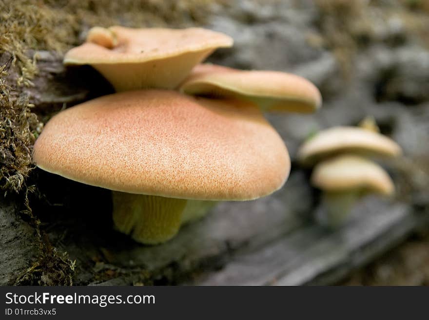 Group of orange mushrooms on rotten tree trunk