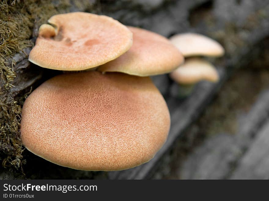 Group of orange mushrooms on rotten tree trunk