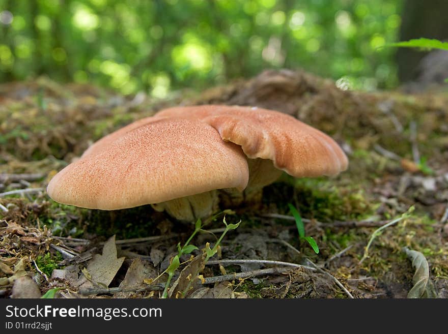 Group of orange mushrooms in forest after rain