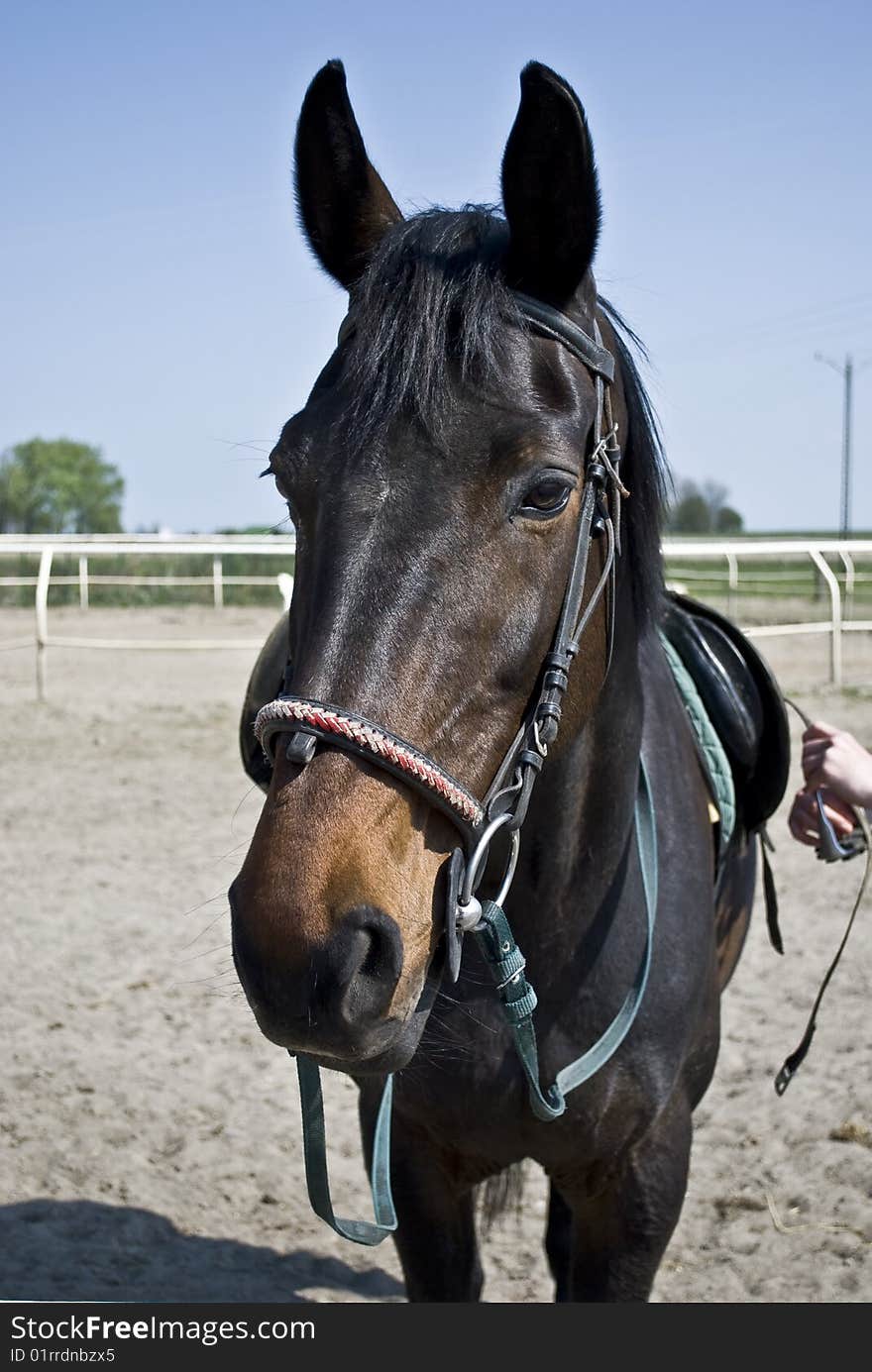 Head of a curious horse being prepared for riding. Head of a curious horse being prepared for riding