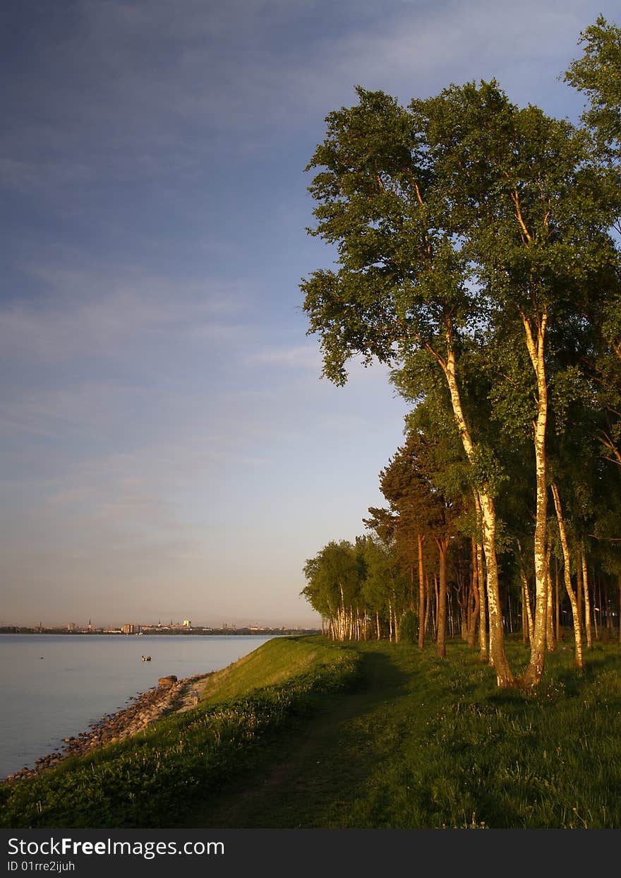 Birches on the coast of Baltic Sea