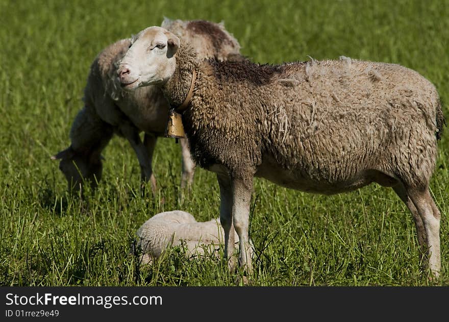 Sheeps On Pasture