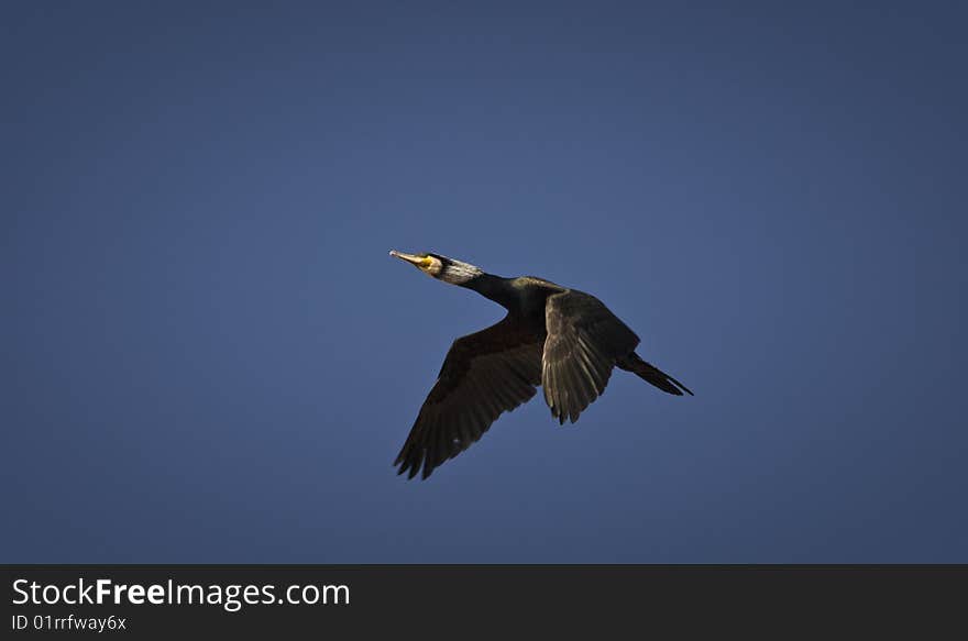 Cormorant in fly