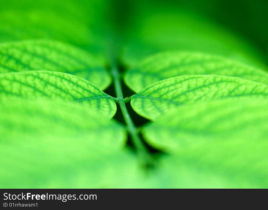 Acacia green leafs on blurred background. Acacia green leafs on blurred background.