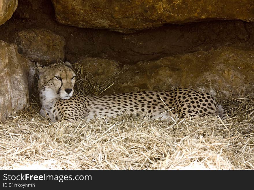 Cheetah Resting